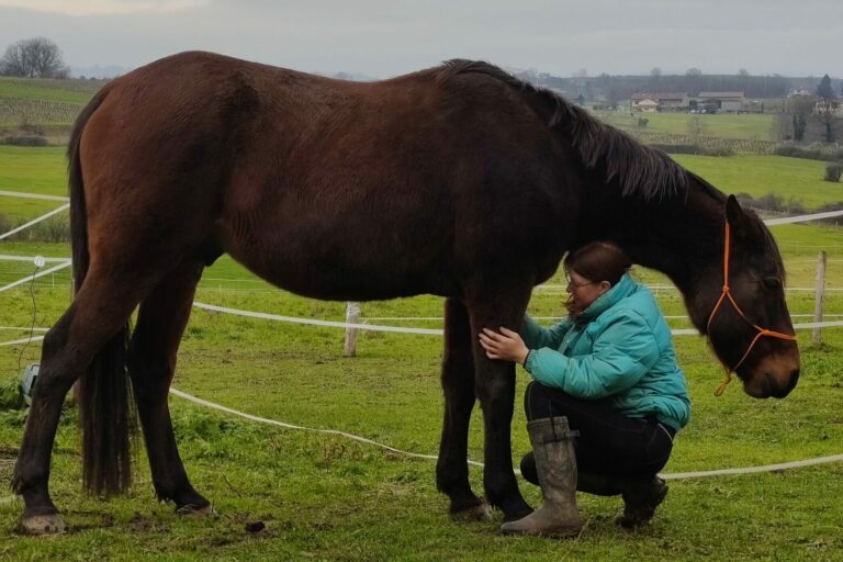 equicoaching