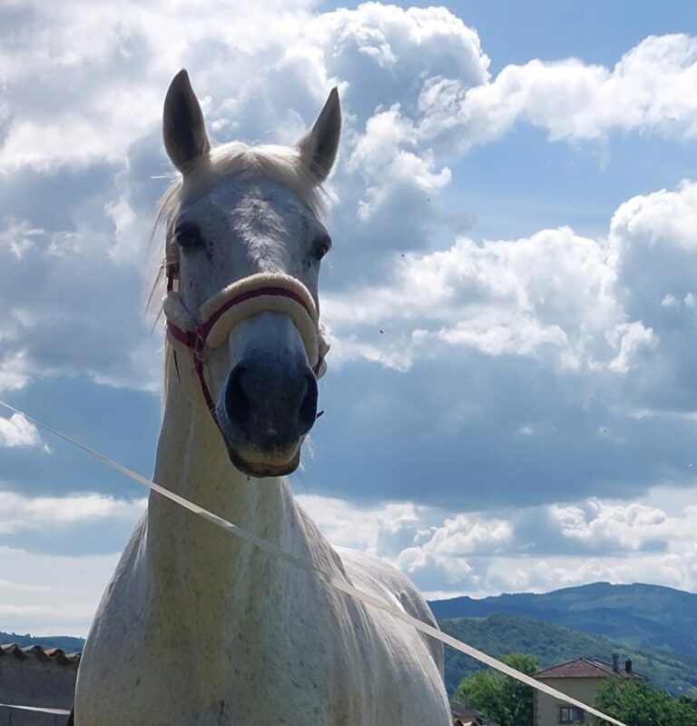 Le cheval est attentif et regarde en votre direction