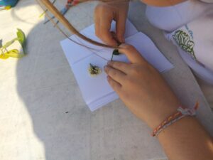 photo realisaton herbier