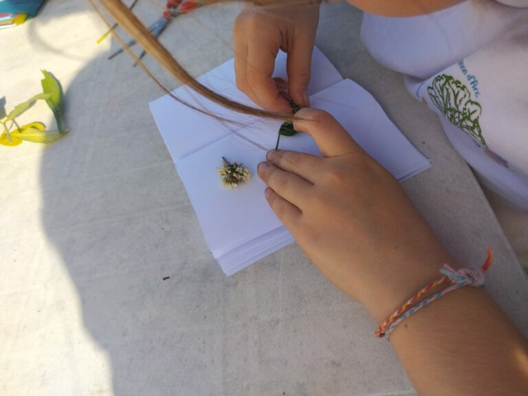 photo realisaton herbier